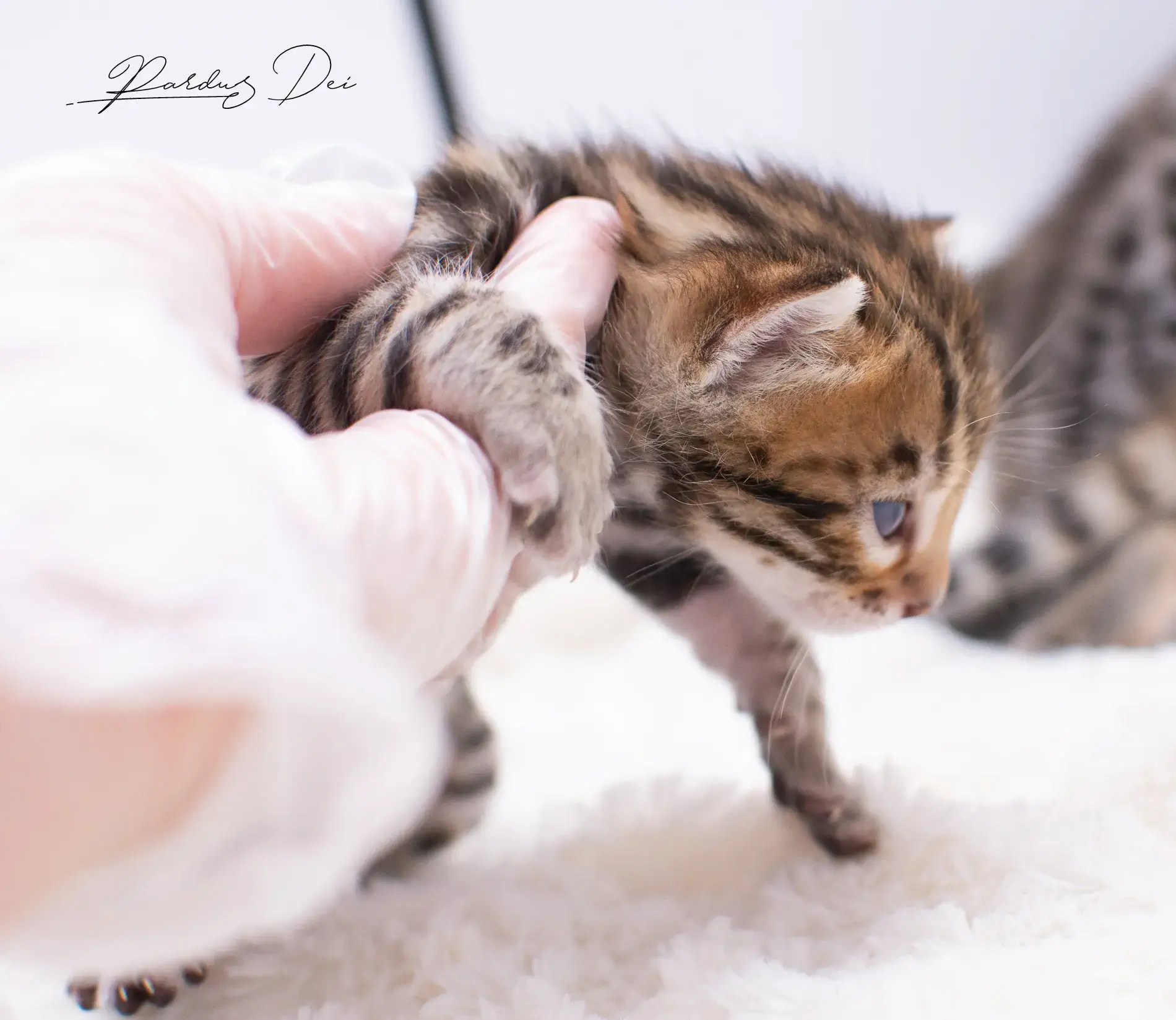 chaton bengal